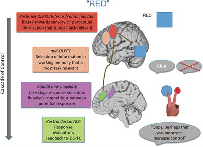 The Stroop Effect Occurs at Multiple Points Along a Cascade of Control: Evidence From Cognitive Neuroscience Approaches